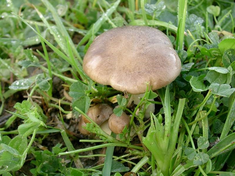 1832 Novembre vecchio ritrovamento